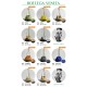 BV Top Quality Collection

