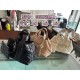 High-Quality Dior Bags and Wallets, $30–$50