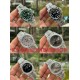 Watch ROLEX Watches: Top Quality